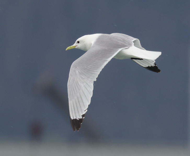 Black-legged Kittiwake