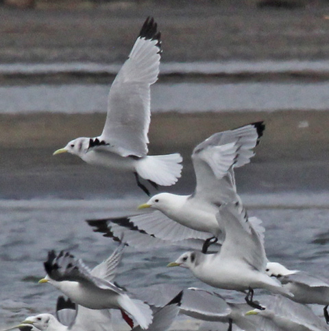 Black-legged Kittiwake
