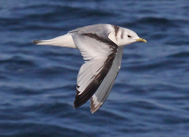 Black-legged Kittiwake