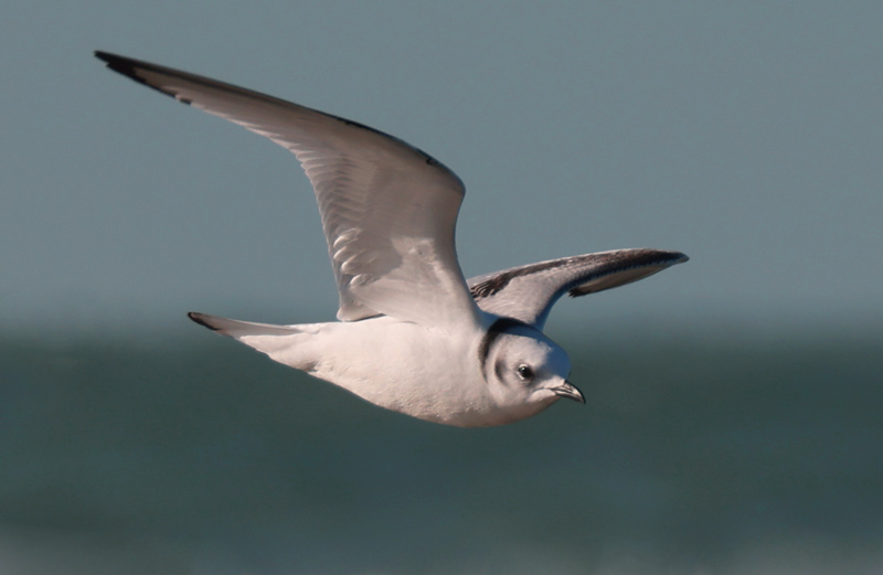 Black-legged Kittiwake