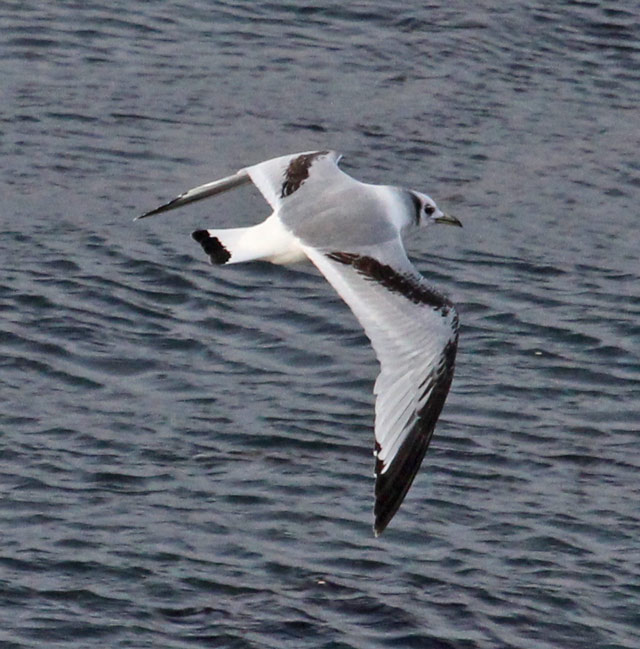 Black-legged Kittiwake
