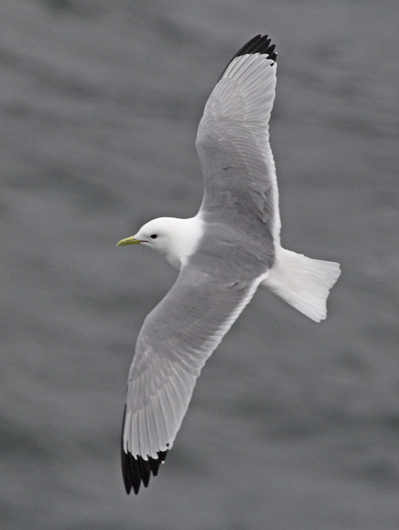 Black-legged Kittiwake