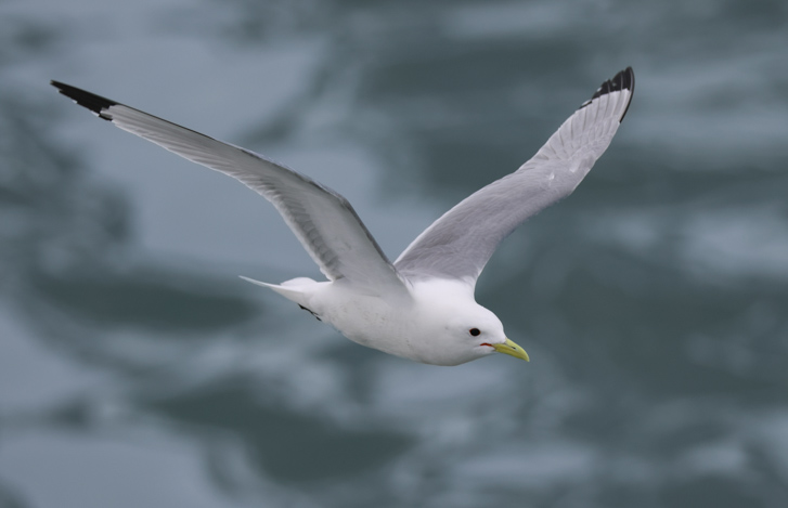 Black-legged Kittiwake