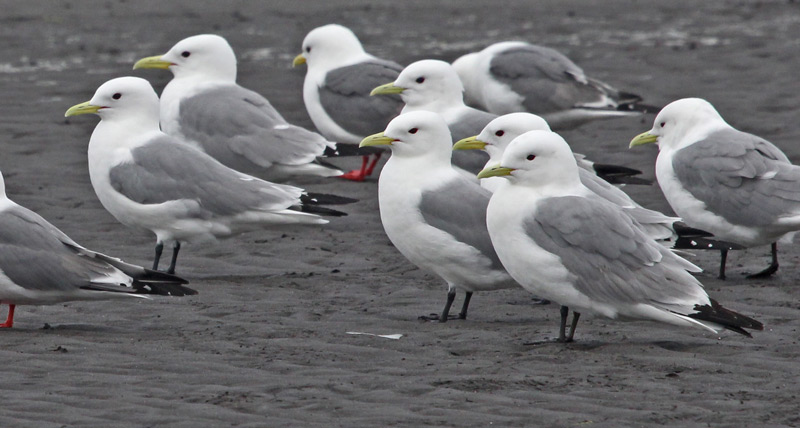 Black-legged Kittiwake