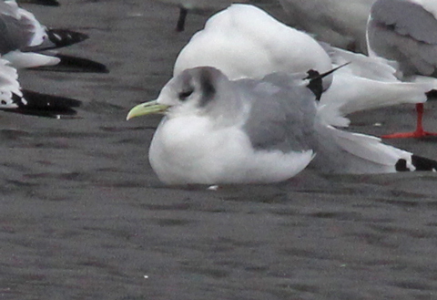 Black-legged Kittiwake