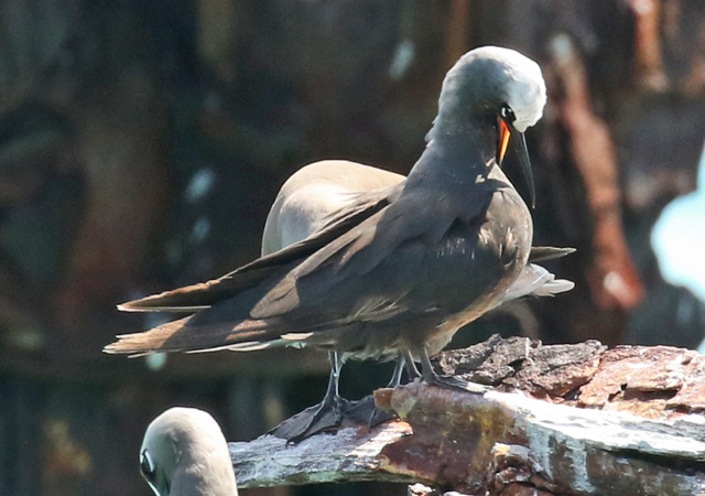 Brown Noddy