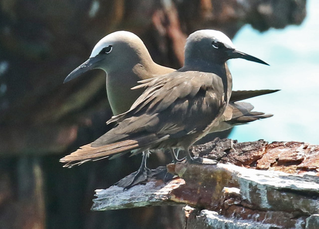 Brown Noddy