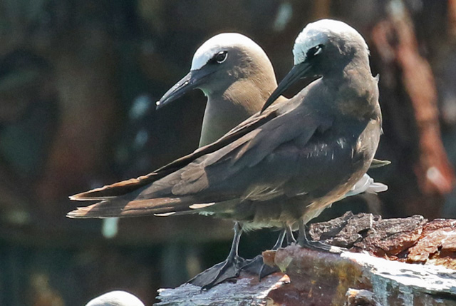Brown Noddy