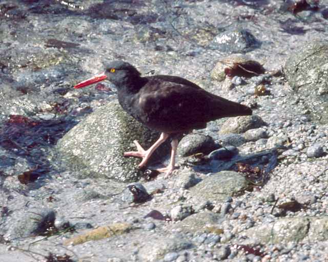 Black Oystercatcher