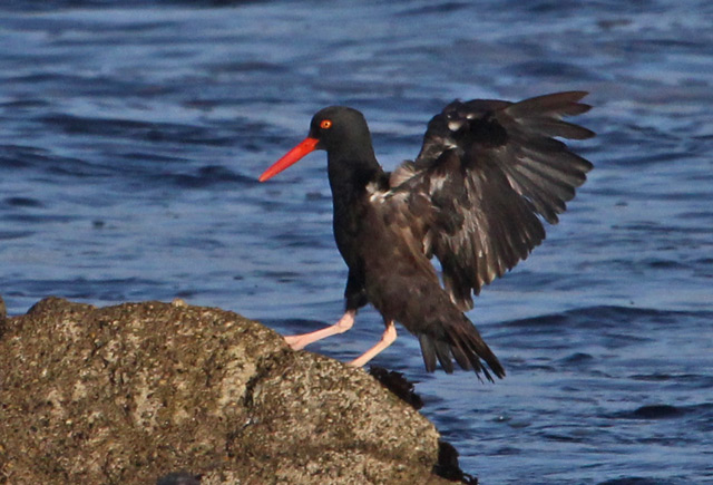 Black Oystercatcher photo #4