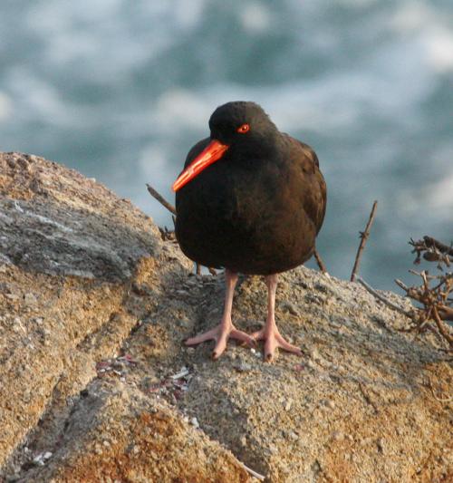 Black Oystercatcher photo #6