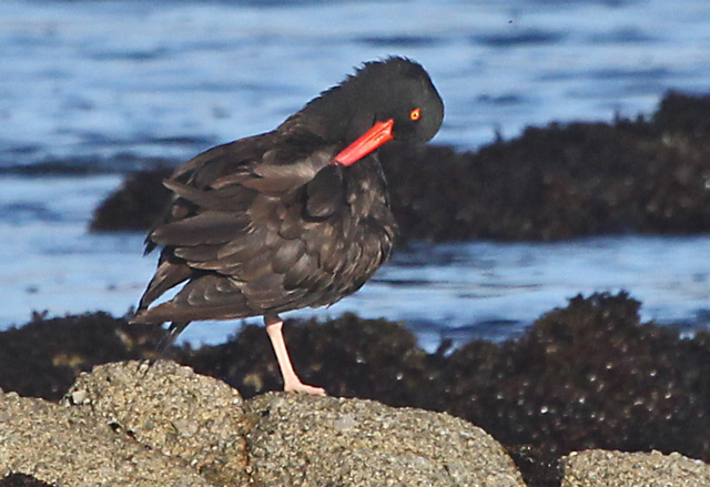 Black Oystercatcher photo #3