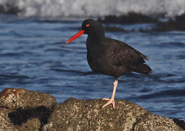 Black Oystercatcher photo #2