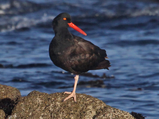 Black Oystercatcher photo #1