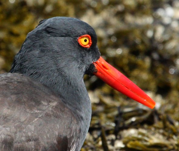 Black Oystercatcher photo #5