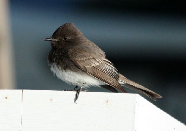 Black Phoebe photo #2