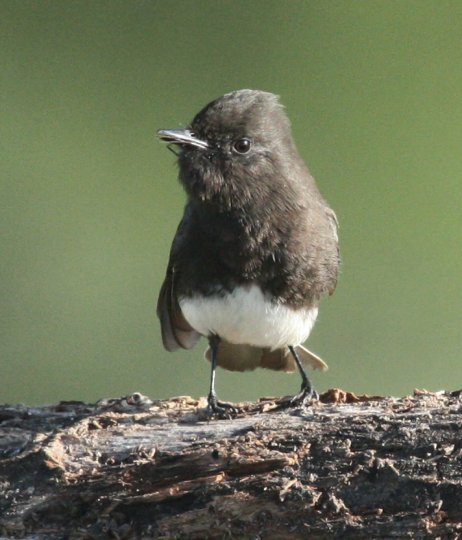 Black Phoebe photo #3