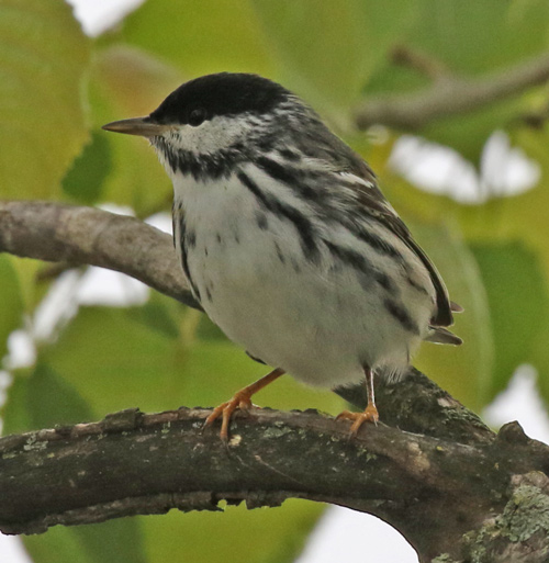 BLackpoll Warbler (spring male) photo #1