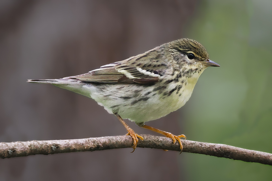 Blackpoll Warbler (spring adult female) 