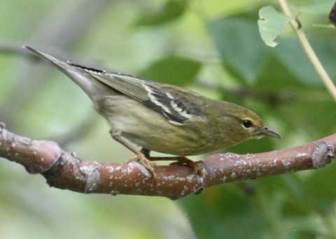 BLackpoll Warbler (Fall)