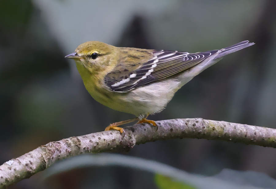 BLackpoll Warbler (Fall adult)