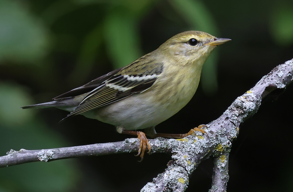 Blackpoll Warbler (adult female) 