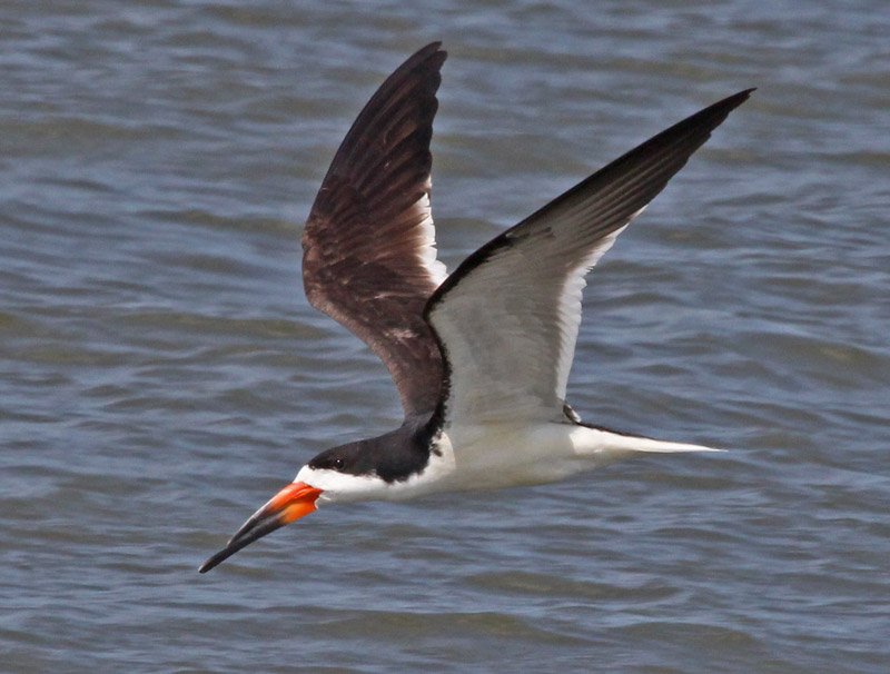 Black Skimmer photo #3