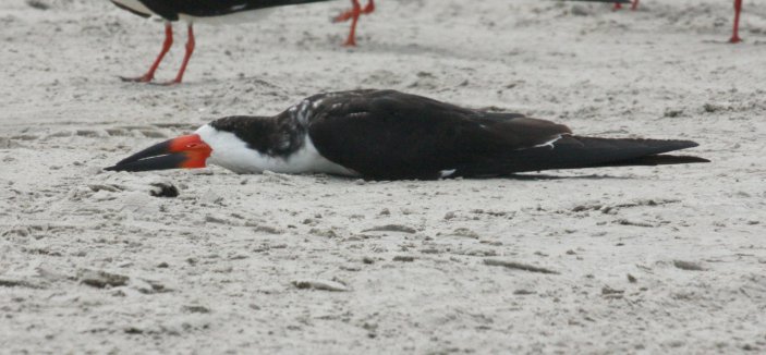 Black Skimmer Photo #3