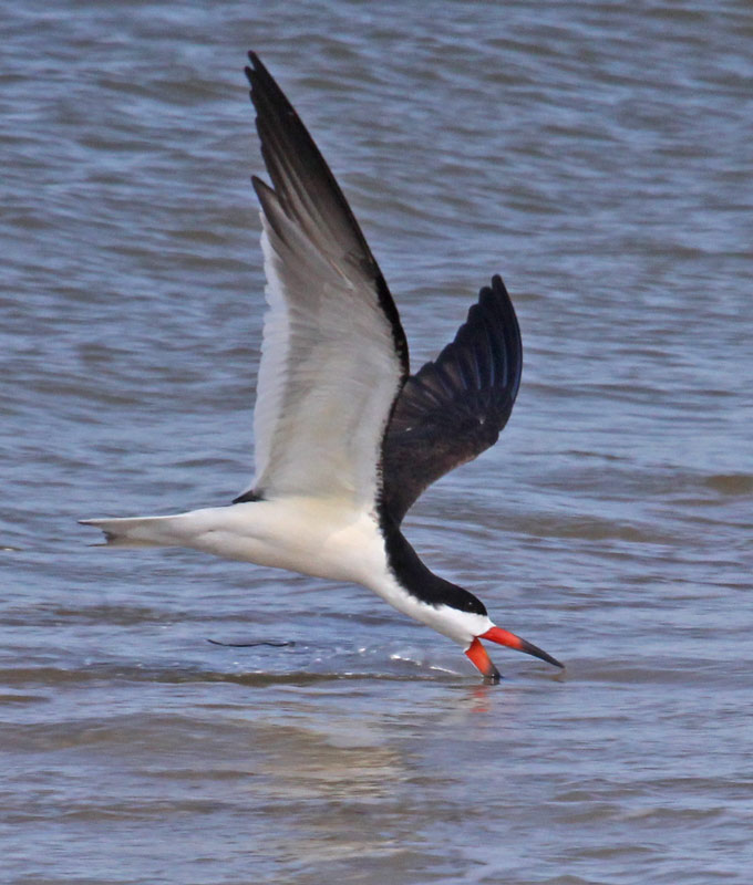 Black Skimmer photo #1