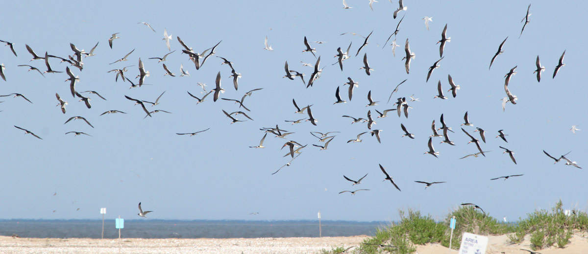 Black Skimmer photo #4