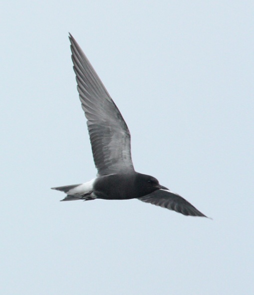Black Tern (breeding adult) photo #1
