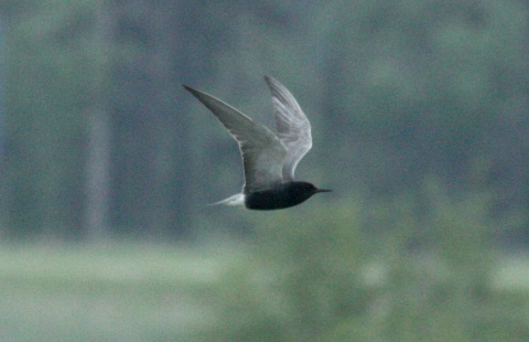 Black Tern (breeding adult) photo #2