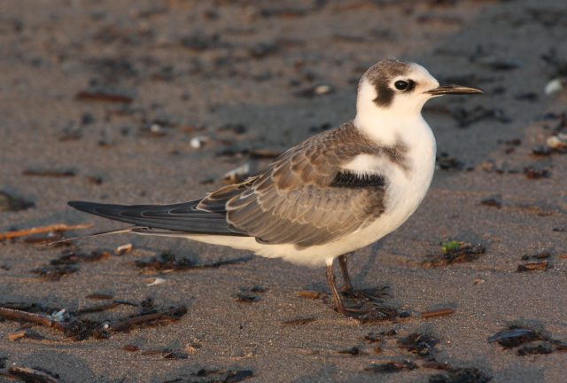 Black Tern (juvenile) photo #2