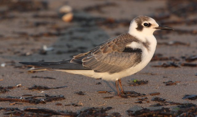 Black Tern (juvenile) photo #1