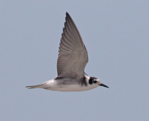 Black Tern (juvenile in flight) photo #3