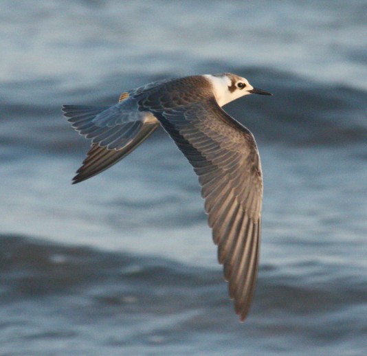 Black Tern (juvenile) photo #3