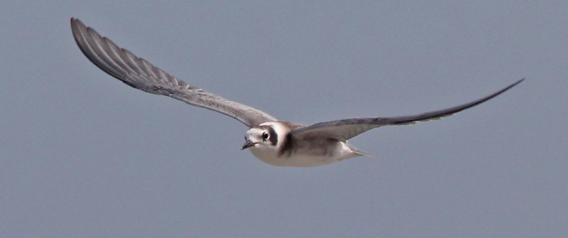 Black Tern (juvenile in flight) photo #2