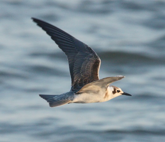 Black Tern (juvenile) photo #4