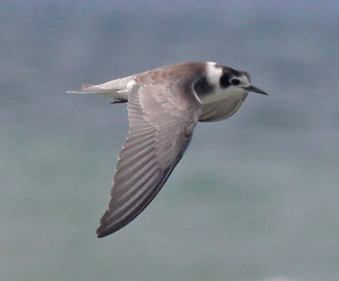 Black Tern (juvenile in flight) photo #1