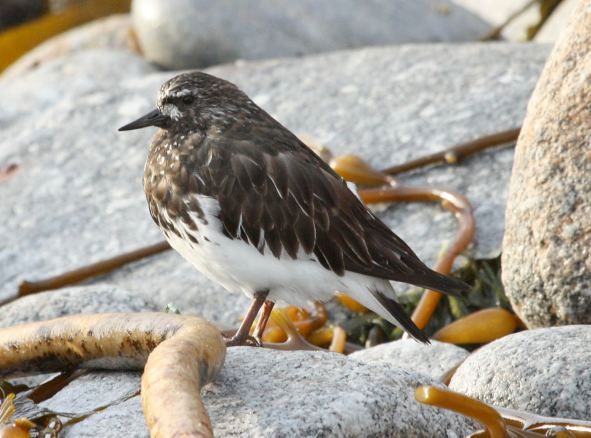 Black Turnstone photo #3