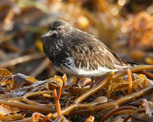 Black Turnstone photo #4