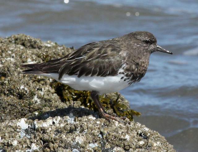 Black Turnstone photo #1