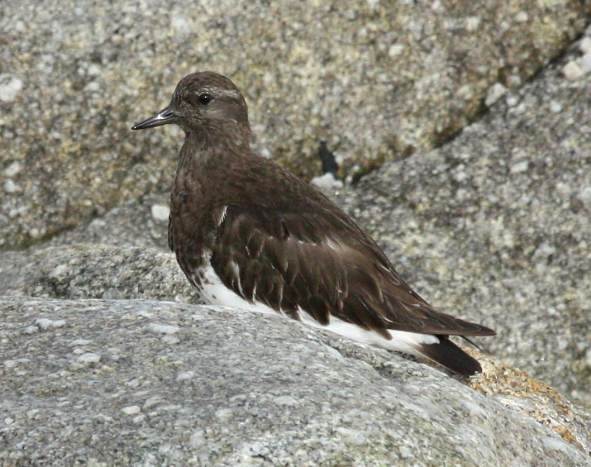 Black Turnstone photo #2