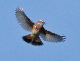 Bluethroat