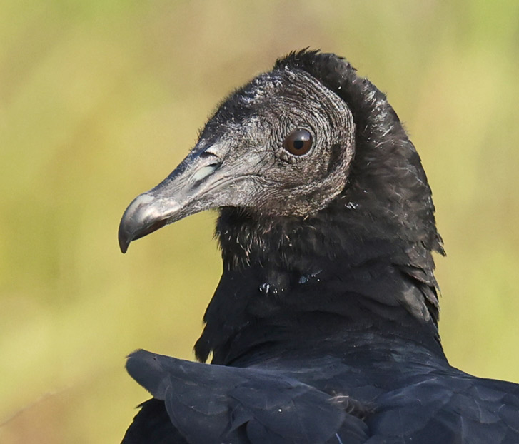 Black Vulture