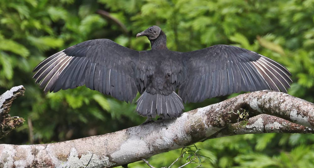 Black Vulture