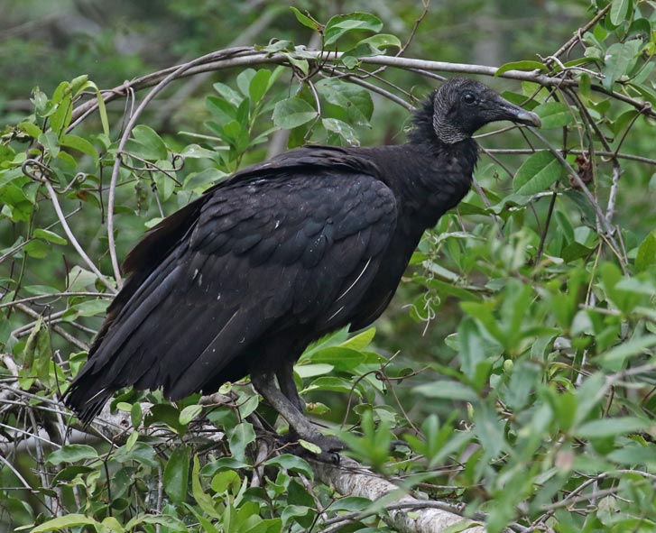 Black Vulture (juvenile)
