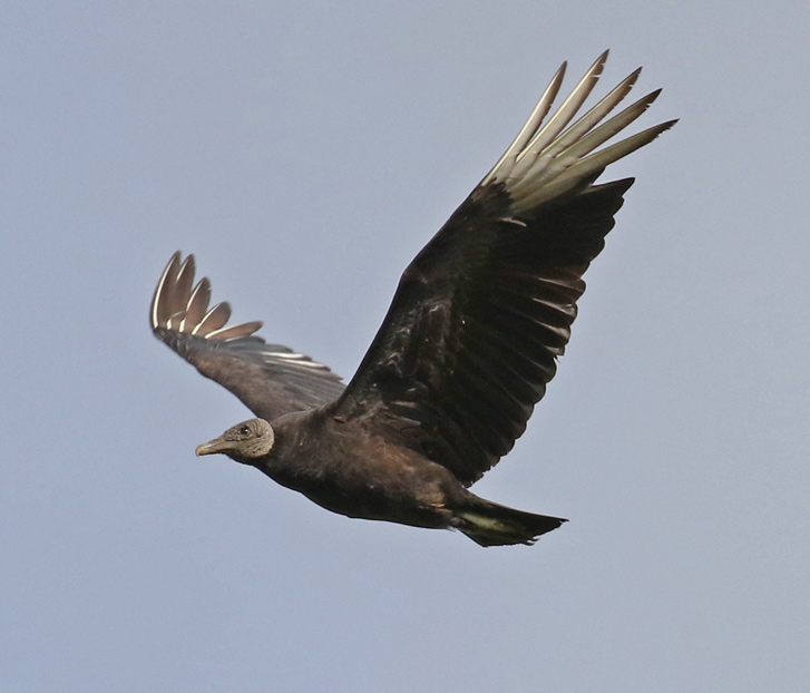 Black Vulture