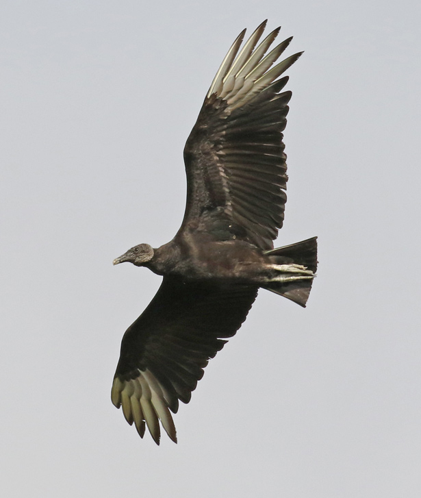 Black Vulture
