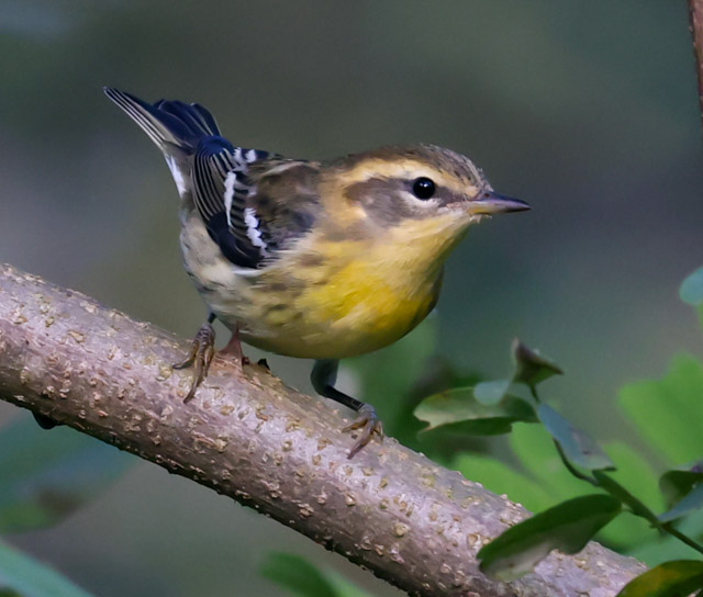 Blackburnian Warbler (first fall male or adult female)
